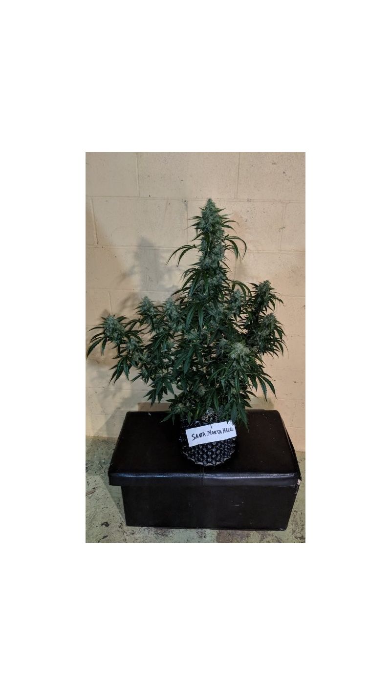 Santa Marta Haze Auto, Фасовка: 1, изображение 3