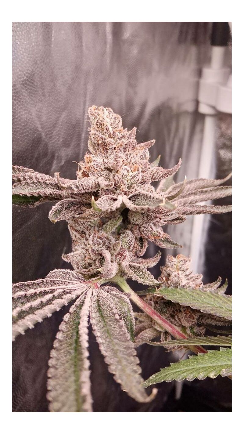 Candy House, Фасовка: 3, изображение 4