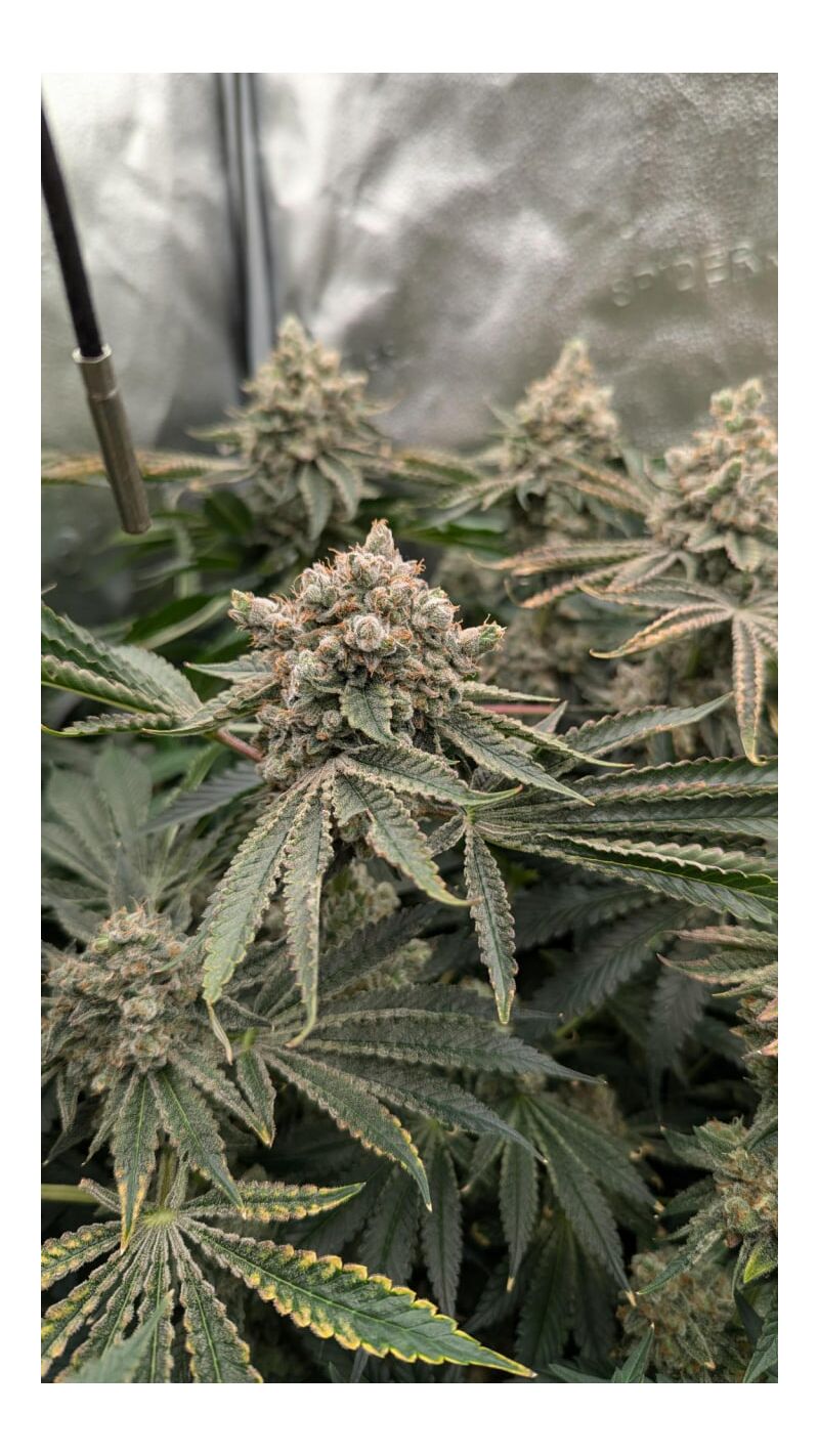 California Octane, Фасовка: 3, изображение 6