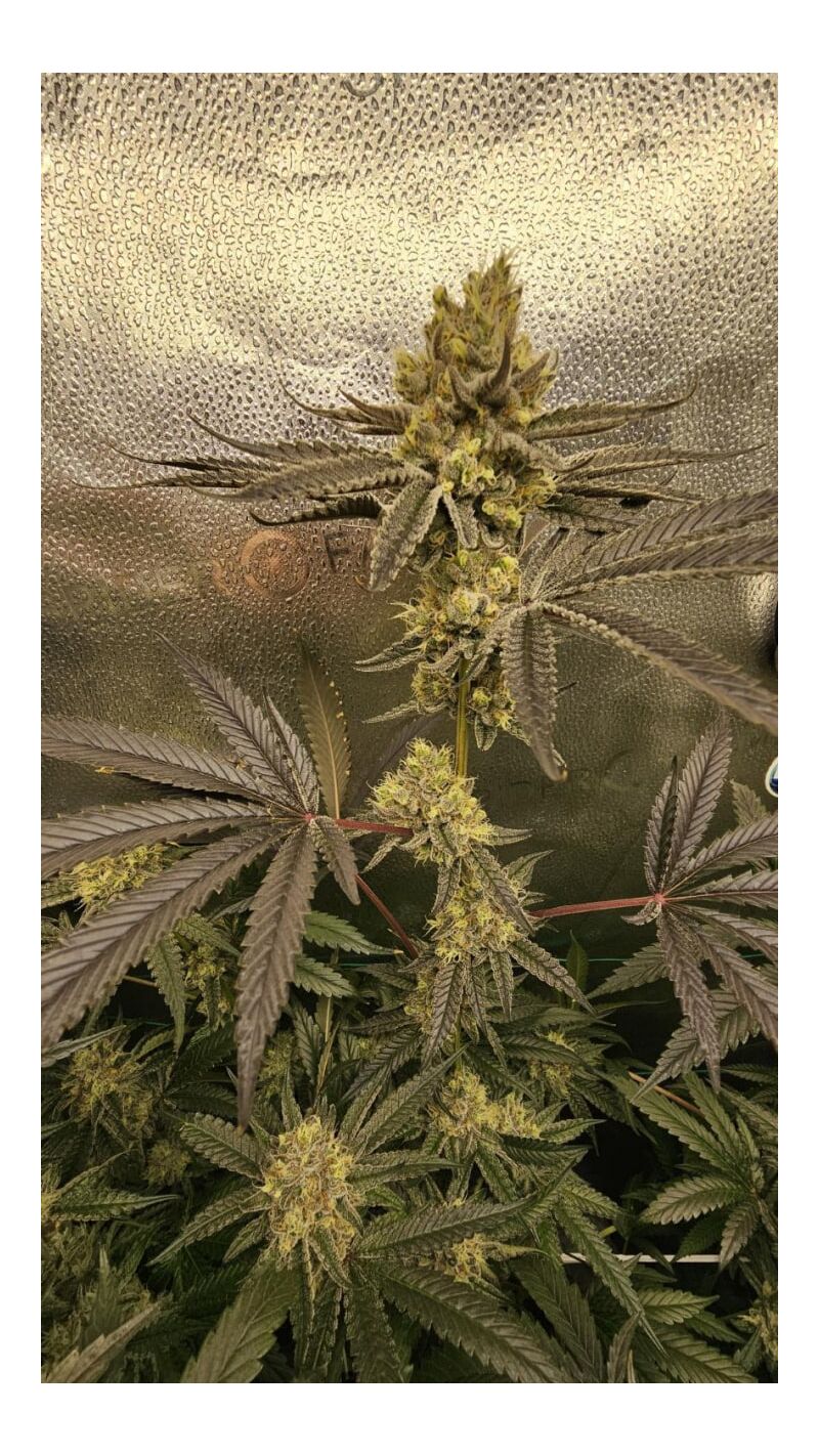 Slightly Stoopid Fruits, Фасовка: 3, изображение 6