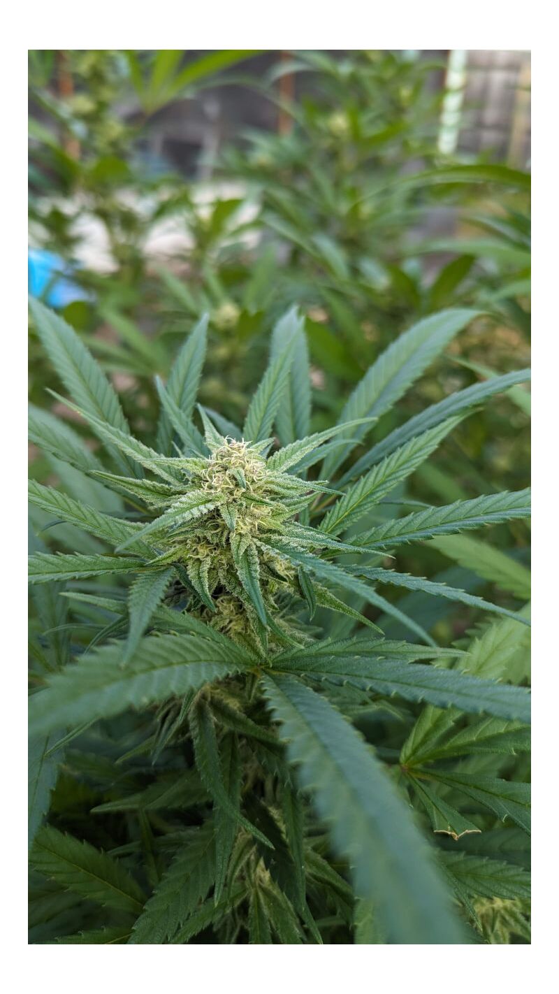 Slightly Stoopid Fruits, Фасовка: 3, изображение 2