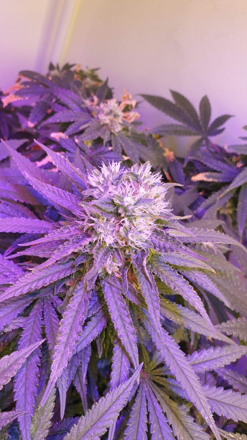 Critical Kush, Фасовка: 5, изображение 4