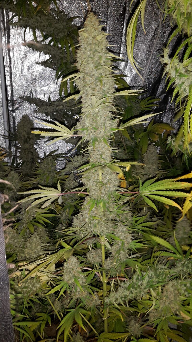 CBD Caramel Reg, Фасовка: 10, изображение 5