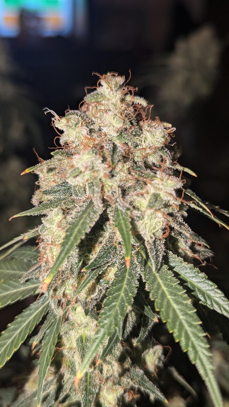 Amnesia Lemon, Фасовка: 5, изображение 3