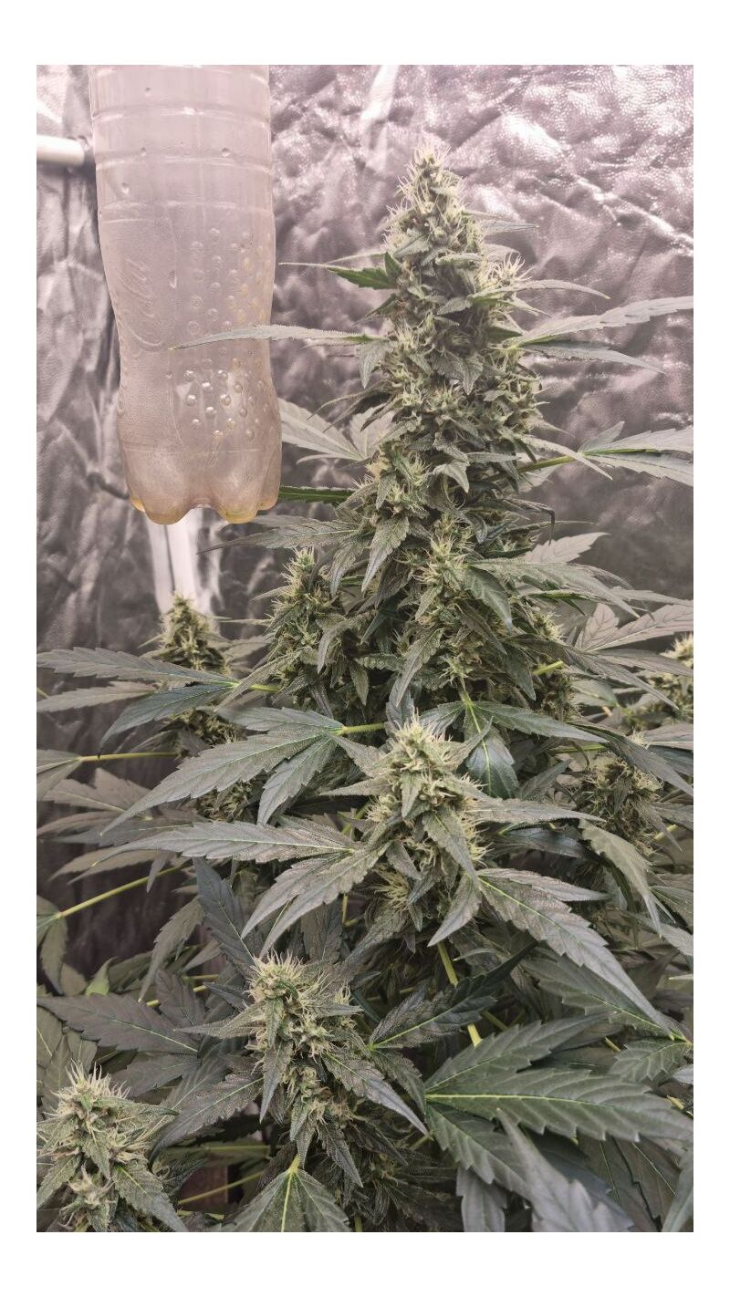 Tropicana Cookies Auto, Фасовка: 1, изображение 5