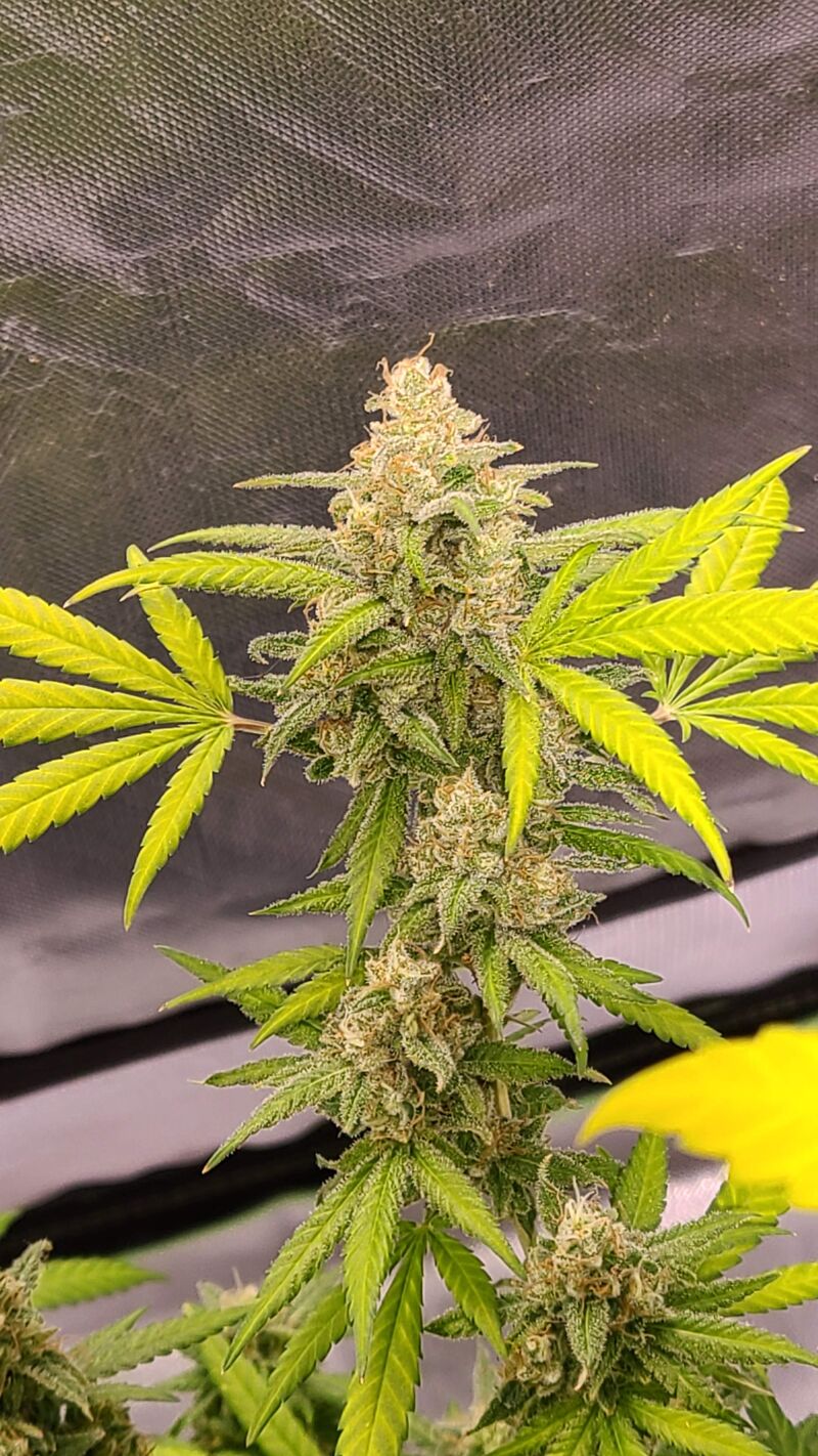 Phatt Fruity fem, Фасовка: 1, изображение 3