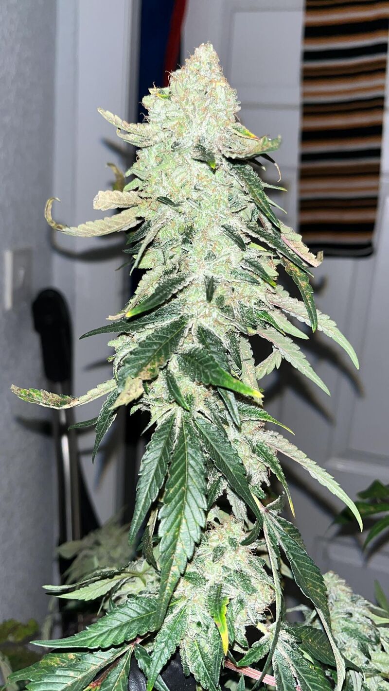 Purple Punch x Lemon Drizzle, Фасовка: 3, изображение 18