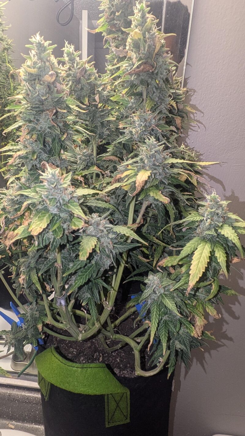 Runtz Auto, Фасовка: 5, изображение 3