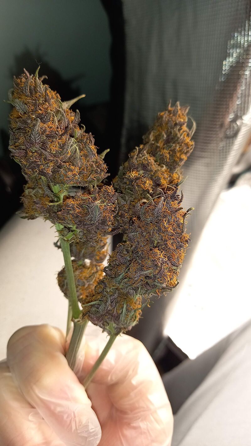 Runtz Auto, Фасовка: 5, изображение 2