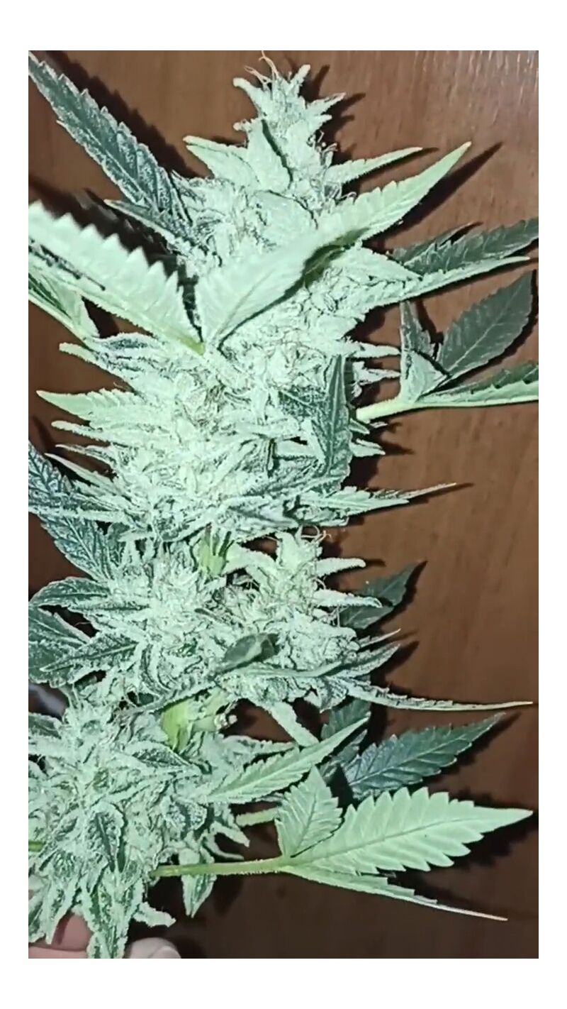 Glukies Auto, Фасовка: 6