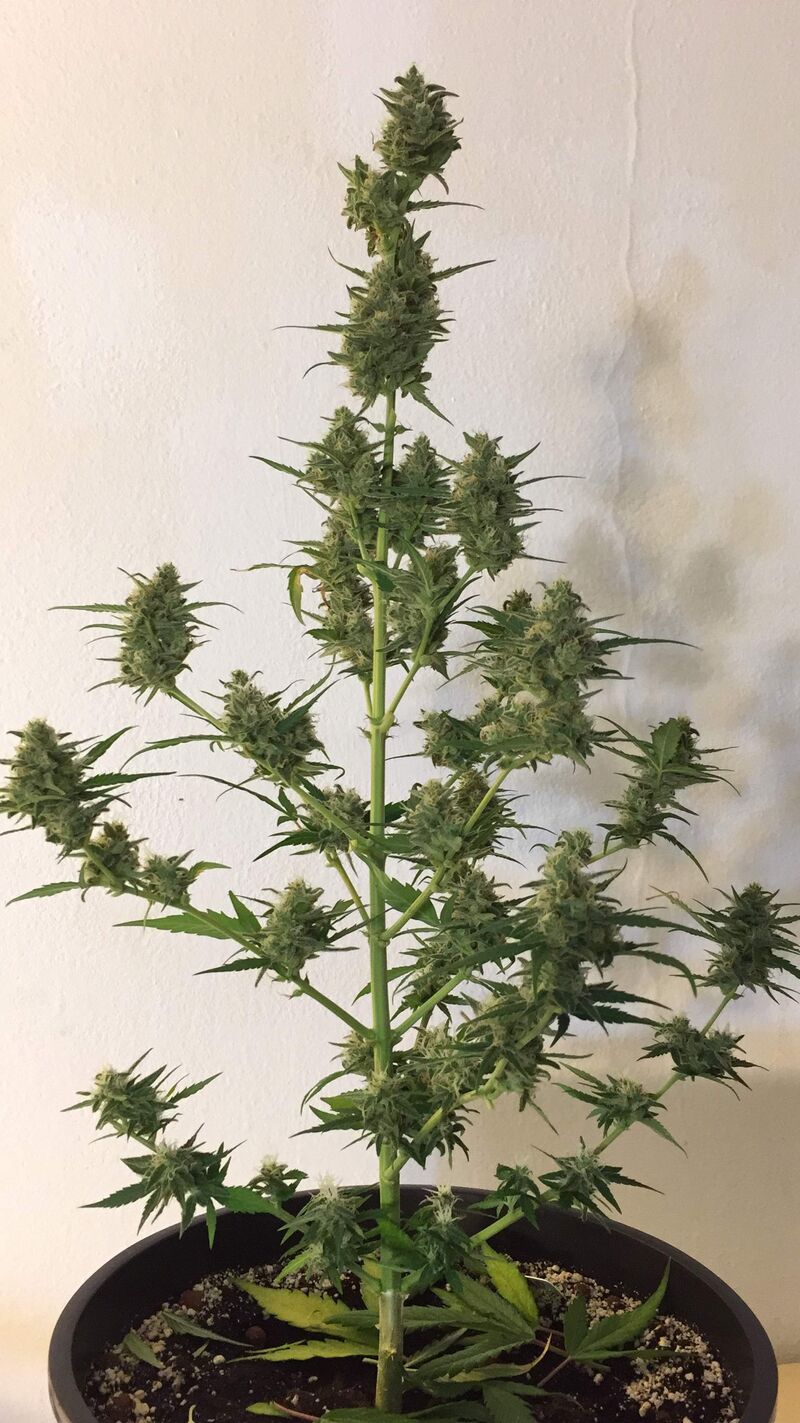 N.Y.C. Diesel Auto, Фасовка: 1, изображение 5