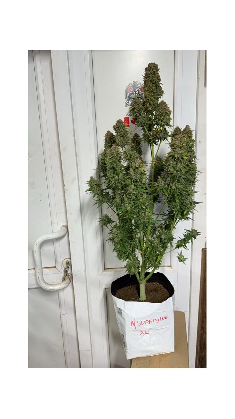 Auto superglue XL, Фасовка: 1, изображение 2