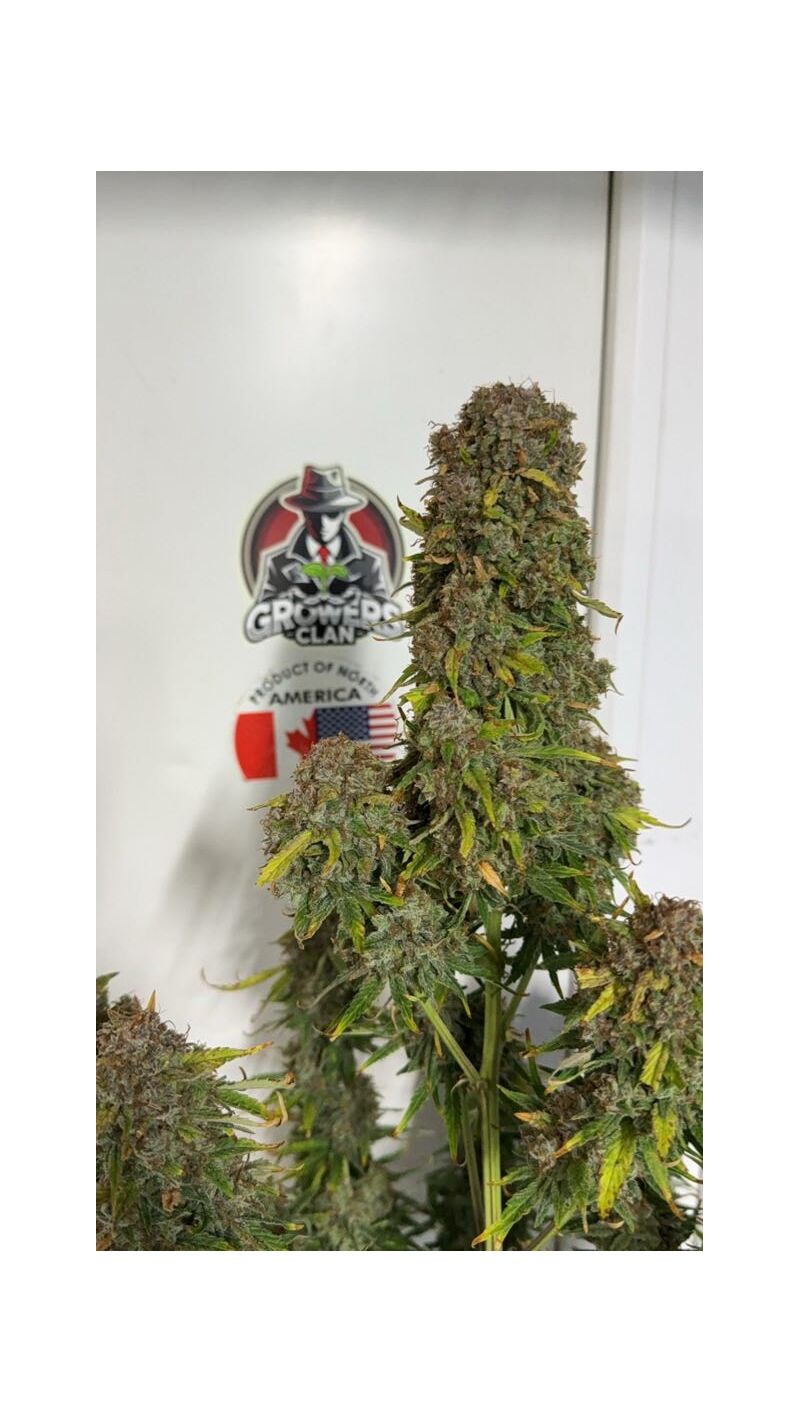 Auto superglue XL, Фасовка: 1, изображение 3