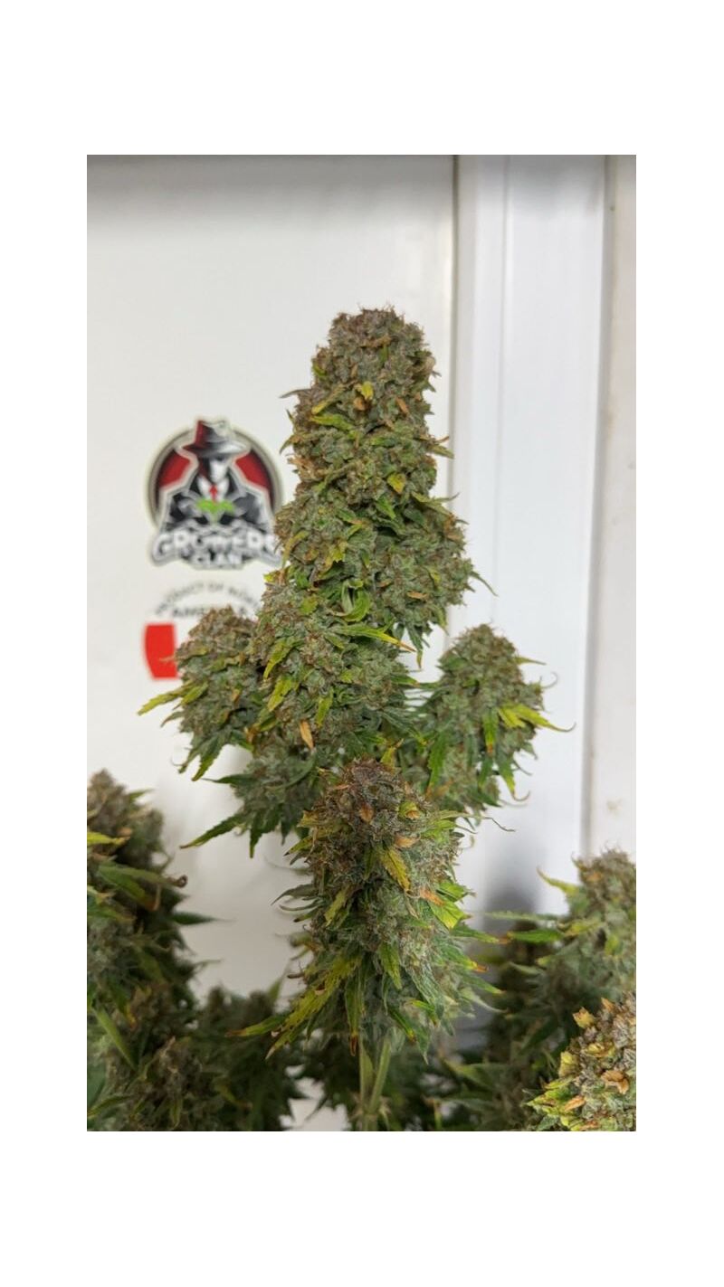 Auto superglue XL, Фасовка: 1, изображение 4