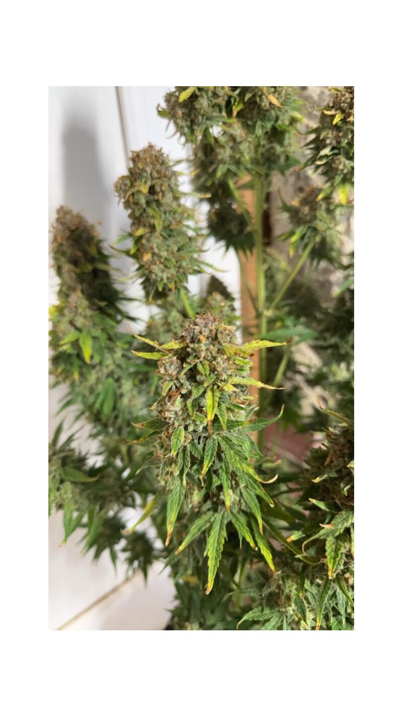 Auto superglue XL, Фасовка: 1, изображение 5