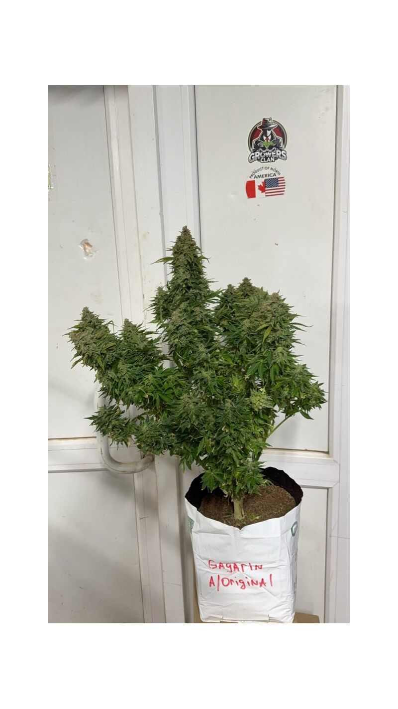 Gagarin auto original, Фасовка: 1, изображение 2