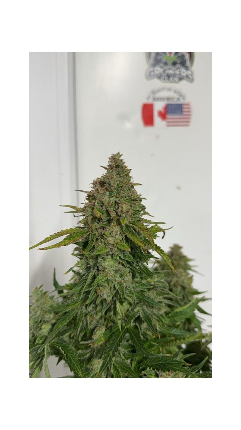 Gagarin auto original, Фасовка: 1, изображение 3