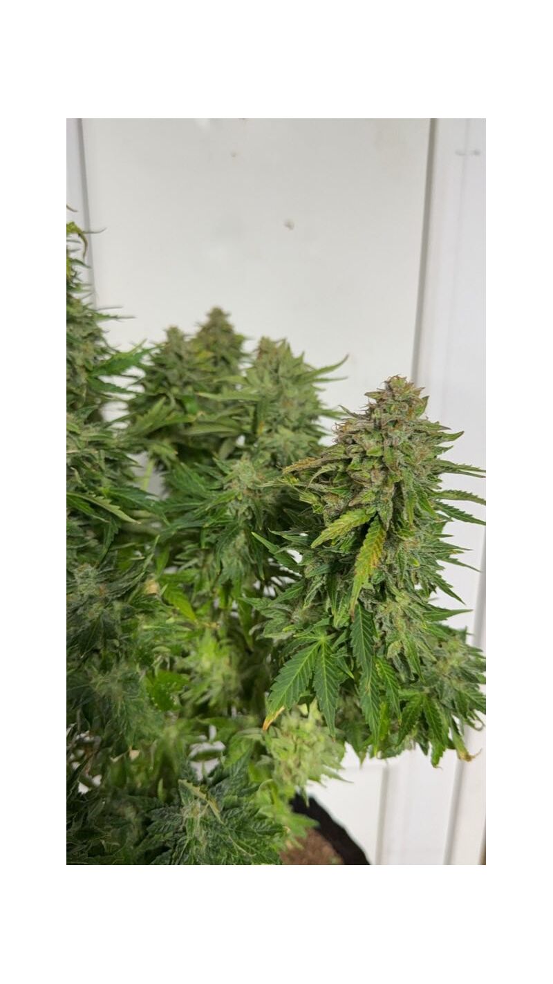 Gagarin auto original, Фасовка: 1, изображение 4