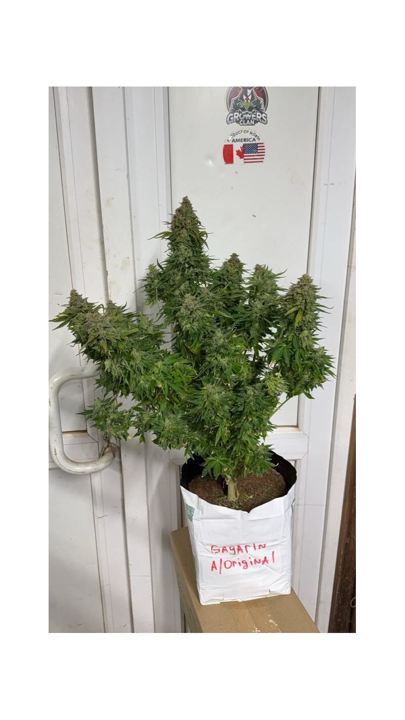 Gagarin auto original, Фасовка: 1, изображение 5