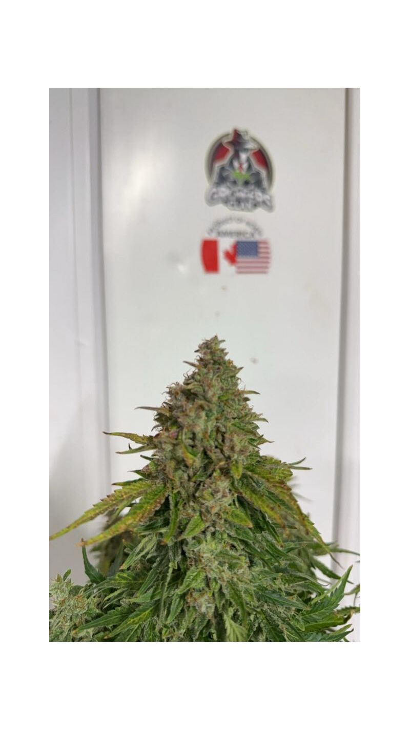 Gagarin auto original, Фасовка: 1, изображение 6