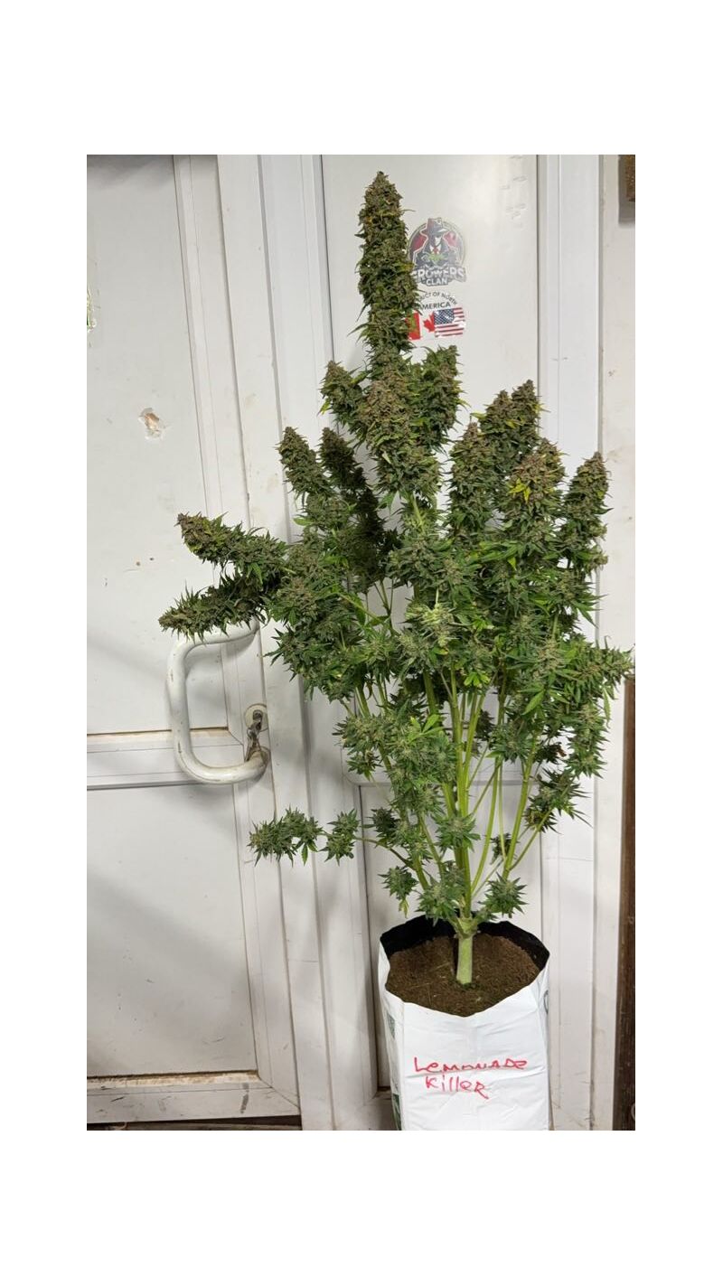 Lemonade Killer auto RBX, Фасовка: 1, изображение 2