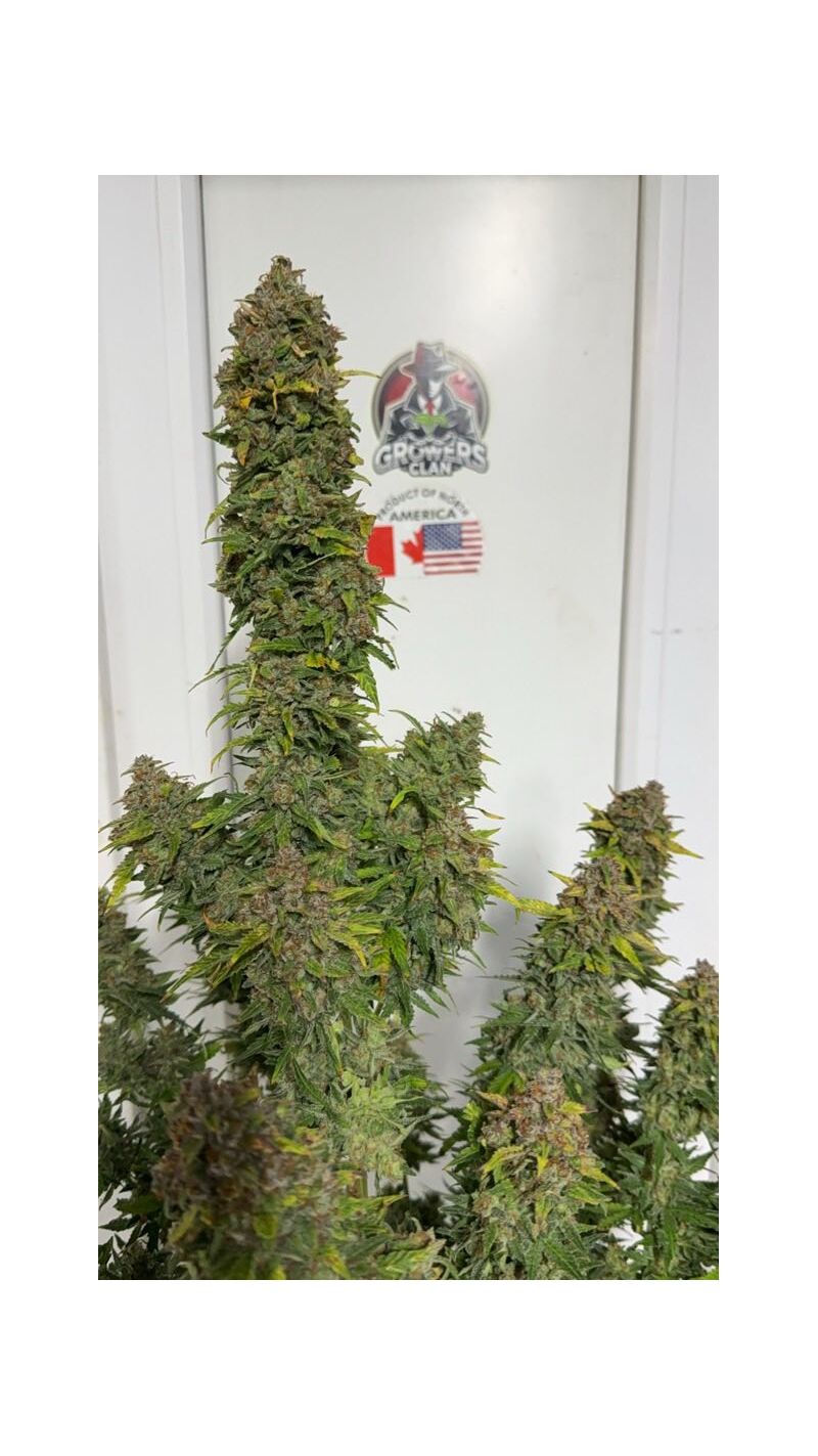 Lemonade Killer auto RBX, Фасовка: 1, изображение 3