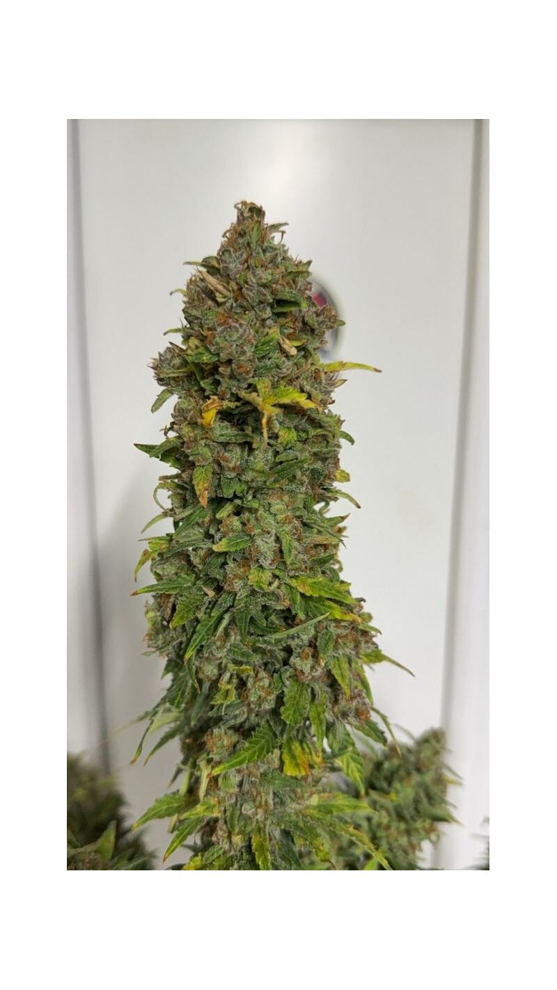 Lemonade Killer auto RBX, Фасовка: 1, изображение 4