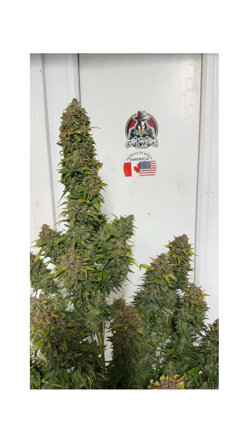 Lemonade Killer auto RBX, Фасовка: 1, изображение 5