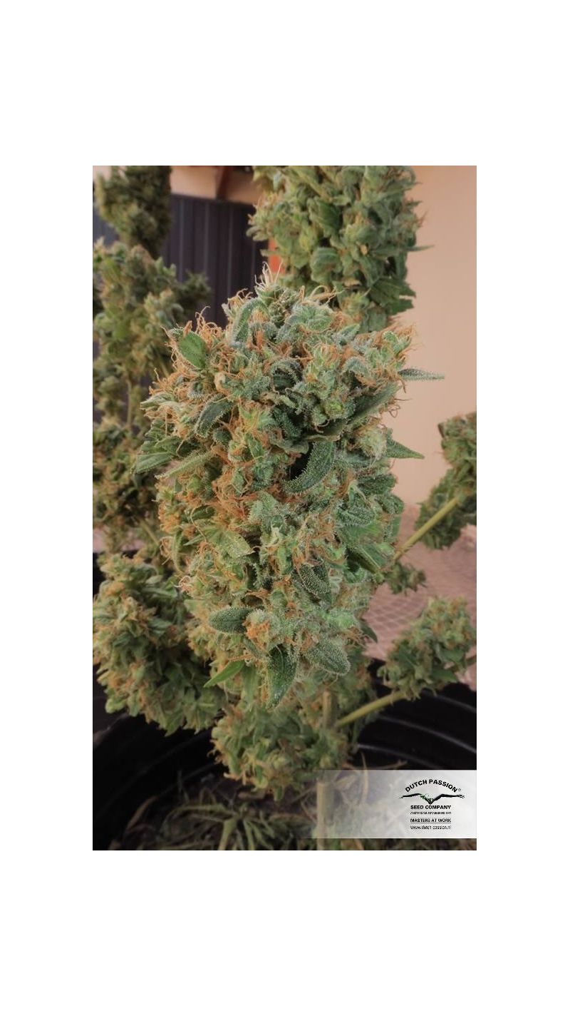 Orange Bud, Фасовка: 3, изображение 2