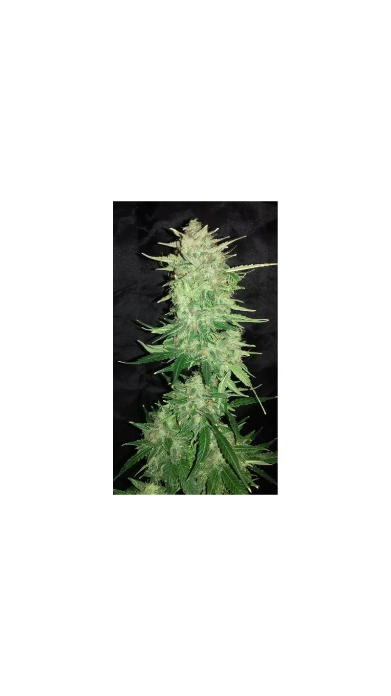 Blue Widow Auto Reg, Фасовка: 12