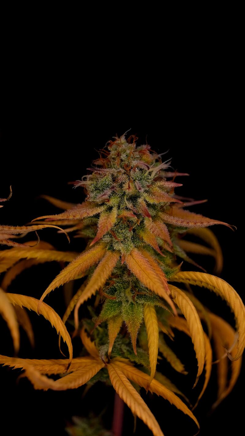 Pink Kush, Фасовка: 3, изображение 5