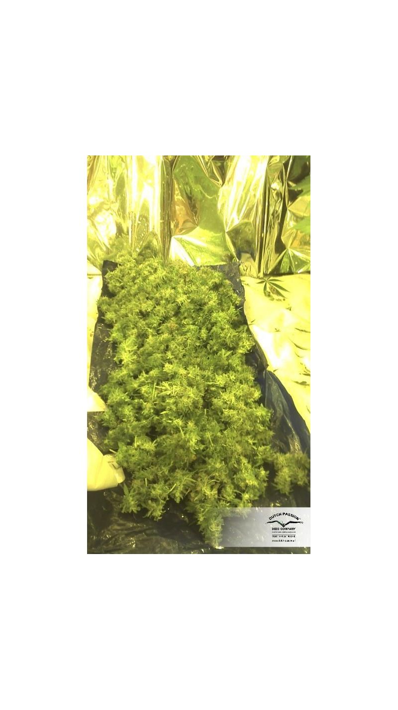 SnowStorm #2 Auto, Фасовка: 7, изображение 4