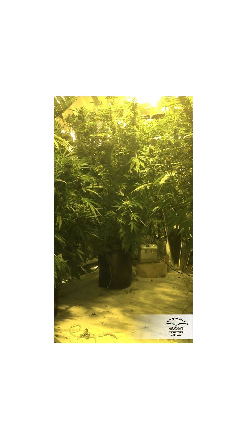 SnowStorm #2 Auto, Фасовка: 7, изображение 6