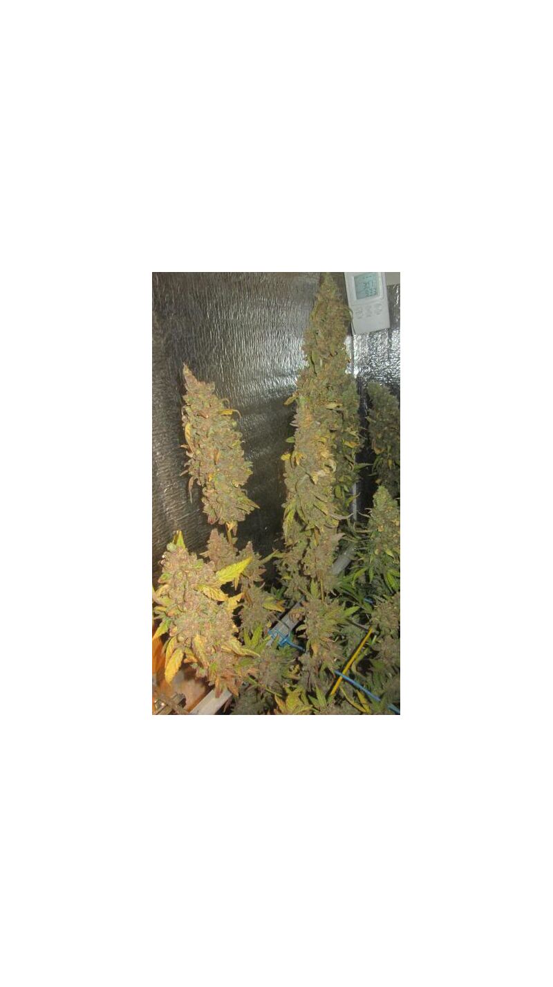 Sweet Mango Auto, Фасовка: 3, изображение 2