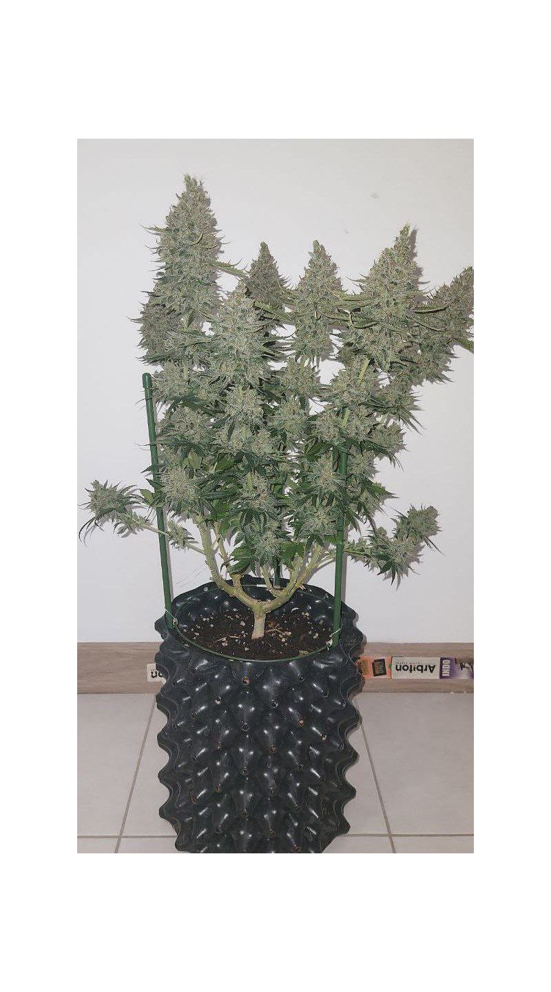 Feminised MIX, Фасовка: 25, изображение 3