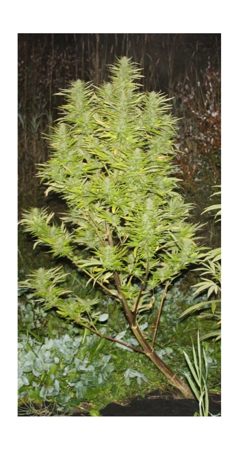 Valkyrie Reg, Фасовка: 12, изображение 5