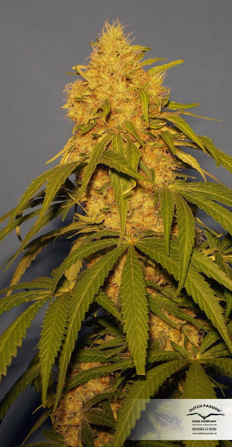 CBD Skunk Haze, Фасовка: 3, изображение 4