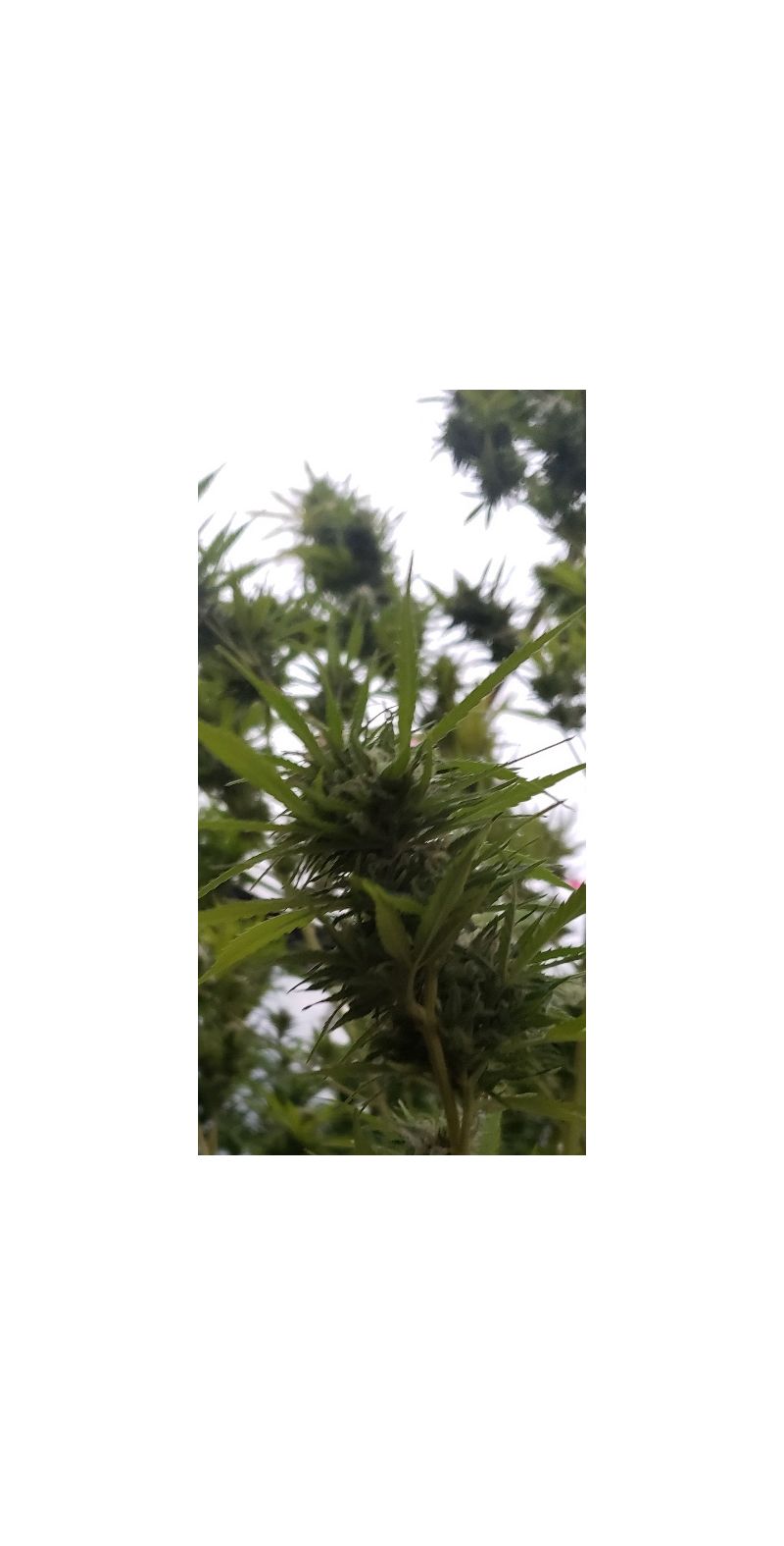 Soyuz OG Express, Фасовка: 3, изображение 3