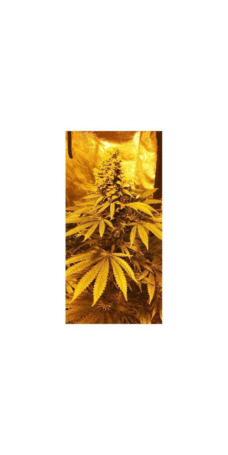 Кубанский убийца, Фасовка: 5, изображение 10