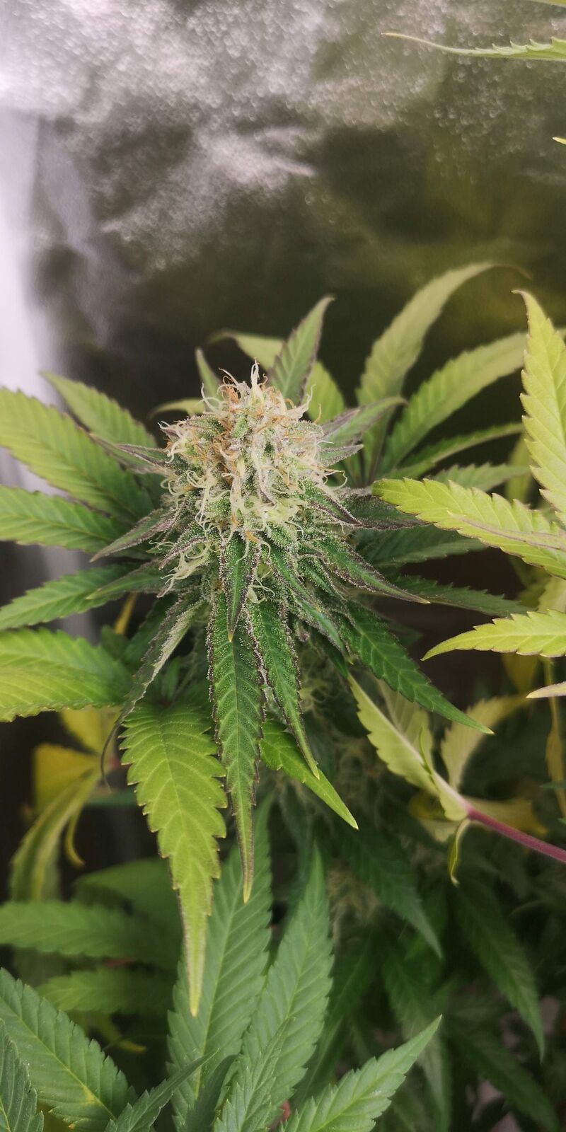 Phantom OG, Фасовка: 3, изображение 6