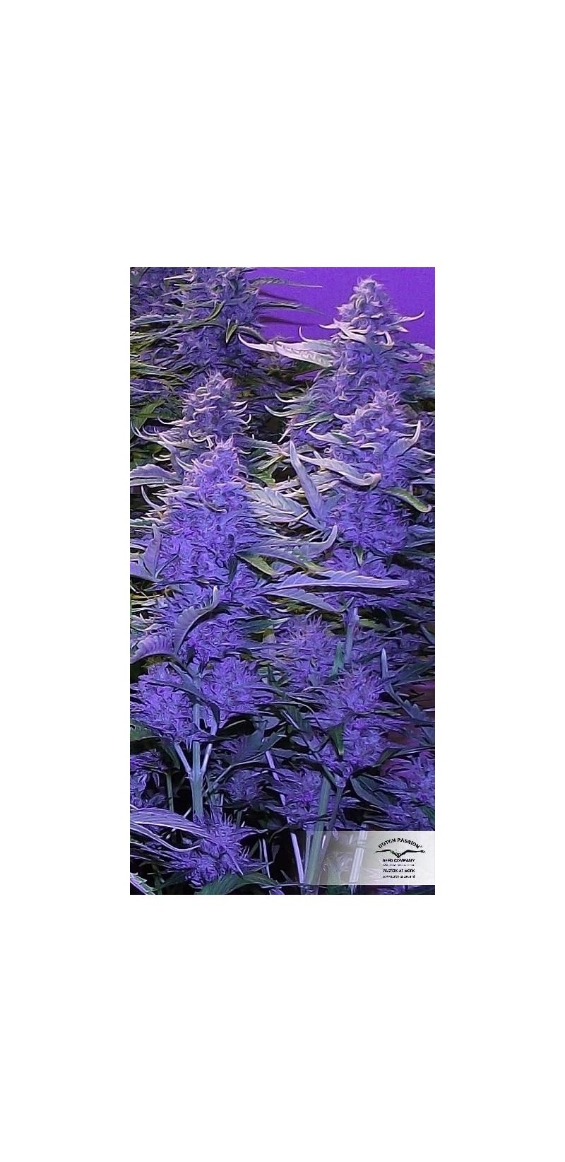 StarRyder Auto, Фасовка: 3, изображение 6