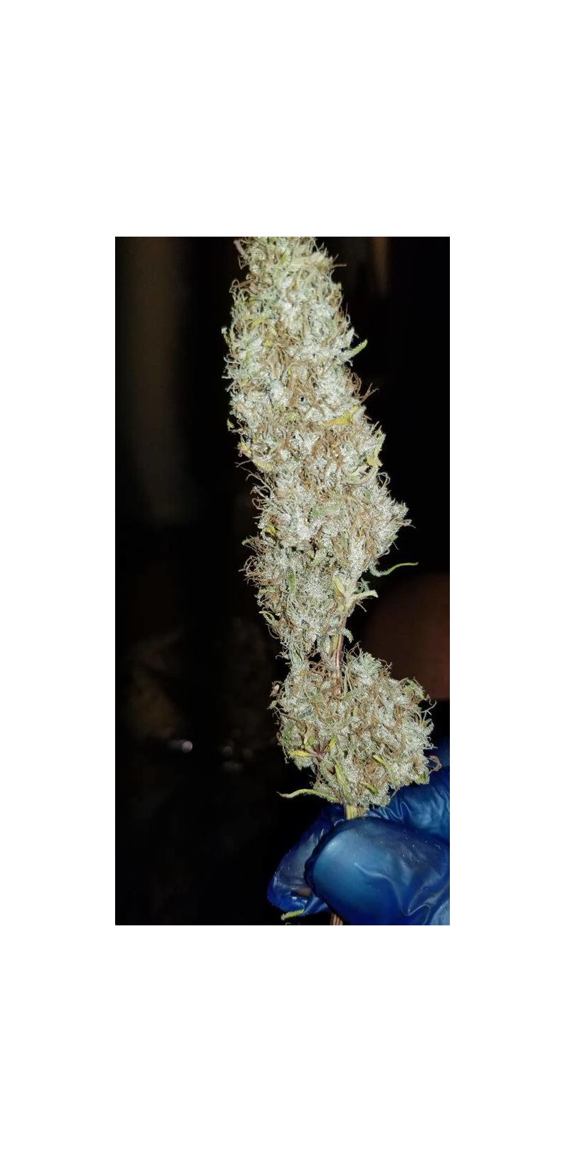 AK-48, Фасовка: 5, изображение 3