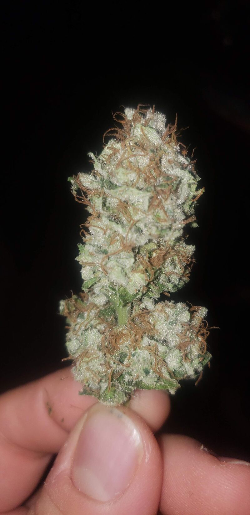 Morning Glory fem, Фасовка: 5, изображение 4