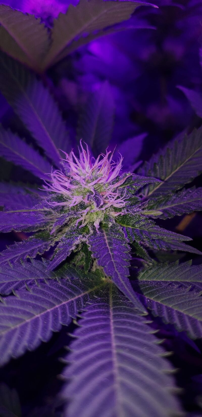 Morning Glory fem, Фасовка: 5, изображение 2