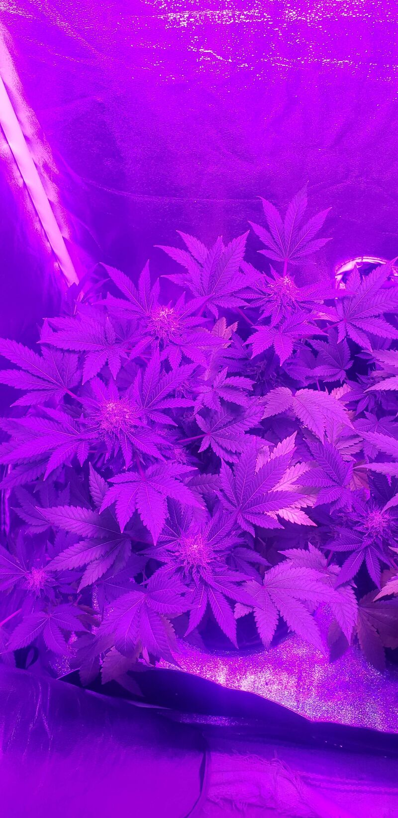 Morning Glory fem, Фасовка: 5, изображение 3