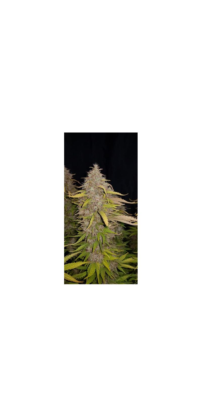 Auto Cream Caramel (X), Фасовка: 5, изображение 4