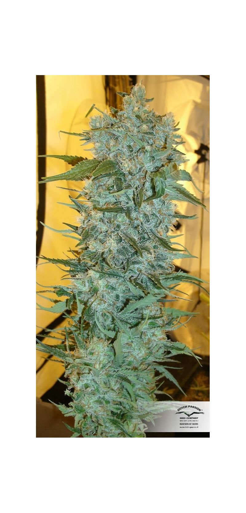 Strawberry Cough, Фасовка: 10, изображение 4