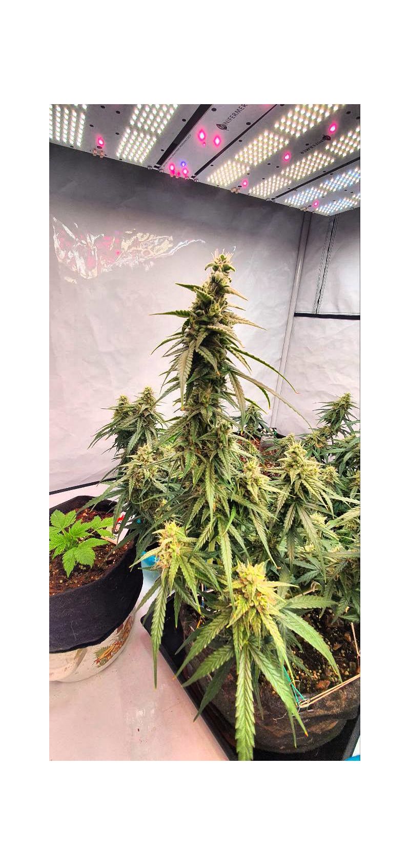 OG Kush Auto, Фасовка: 5, изображение 7