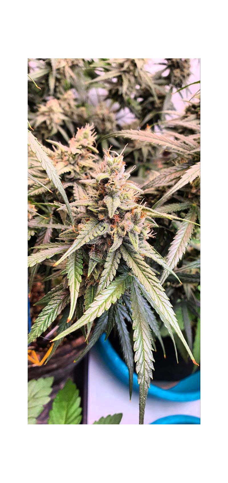 OG Kush Auto, Фасовка: 5, изображение 14