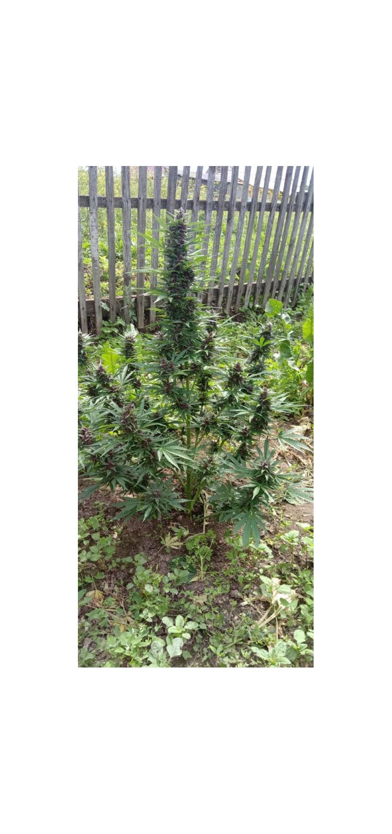 Purple Russian Express, Фасовка: 5, изображение 5